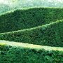 Taxushaag (Taxus baccata)